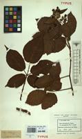 Type of Rubus macrophyllus Weihe & Nees [family ROSACEAE]