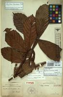 Isotype of Paullinia bracteosa Radlk. [family SAPINDACEAE]