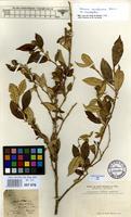 Type of Solanum swartzianum Roem. & Schult. var. chrysophyllum Dunal [family SOLANACEAE]