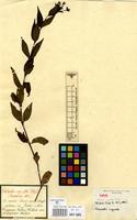 Type of Anotis ingrata Wall. ex Hook.f. [family RUBIACEAE]
