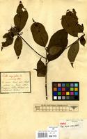 Type of Pavetta naucleiflora R.Br. ex G.Don [family RUBIACEAE]