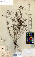 Filed as Galium glaucum L. [family RUBIACEAE]