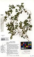 Isotype of Droguetia iners (Forssk.) Schweinf. subsp. pedunculata Friis [family URTICACEAE]
