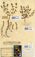 Filed as Galium verrucosum Huds. [family RUBIACEAE]