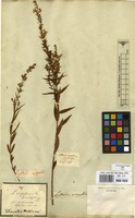 Filed as Lythrum virgatum L. [family LYTHRACEAE]