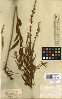 Filed as Lythrum virgatum L. [family LYTHRACEAE]