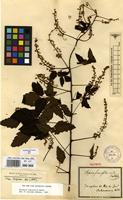 Syntype of Serjania fuscifolia Radlk. [family SAPINDACEAE]