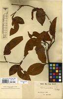 Type of Serjania piscatoria Radlk. [family SAPINDACEAE]