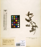 Filed as Pleopeltis polypodioides (L.) E.G.Andrews & Windham [family POLYPODIACEAE]