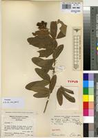 Isotype of Eriosema pauciflorum Klotzsch var. robustum Verdc. [family FABACEAE]