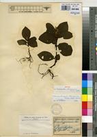 Isotype of Crossandra thomensis Milne-Redh. [family ACANTHACEAE]