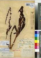 Isosyntype of Rumex camptodon Rech.f. [family POLYGONACEAE]