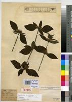 Type of Hygrophila quadrangularis De Wild. [family ACANTHACEAE]