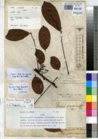 Type of Paxia dewevrei De Wild. & T.Durand [family CONNARACEAE]