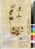 Type of Osbeckia saxicola Gilg [family MELASTOMATACEAE]