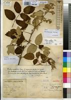 Syntype of Rubus apetalus Poir. forma pyramidalis Gust. [family ROSACEAE]