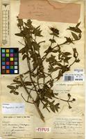 Syntype of Osbeckia cogniauxiana De Wild. [family MELASTOMATACEAE]