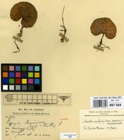 Isotype of Pogonia prainiana King & Pantl. [family ORCHIDACEAE]