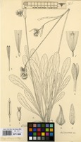 Filed as Conyza subscaposa O.Hoffm. [family COMPOSITAE]