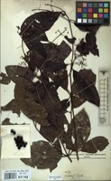 Filed as Nichallea soyauxii (Hiern) Bridson var. e [family RUBIACEAE]