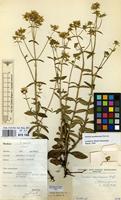 Filed as Swertia usambarensis Engl. [family GENTIANACEAE]