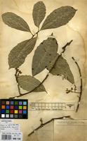 Filed as Xymalos monospora (Harv.) Baill. ex Warb. [family MONIMIACEAE]