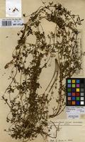 Filed as Antopetitia abyssinica A.Rich. [family LEGUMINOSAE-PAPILIONACEAE]
