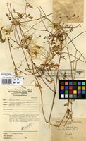 Filed as Clematis welwitschii Hiern ex Kuntze [family RANUNCULACEAE]