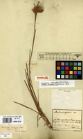 Isotype of Andropogon benthamianus Steud. [family GRAMINEAE]