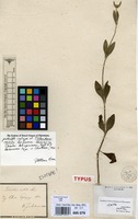 Isotype of Telanthera vestita Andersson [family AMARANTHACEAE]