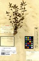 Syntype of Acalypha lindheimeri Mull.Arg. [family EUPHORBIACEAE]