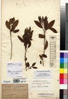 Isotype of Clutia abyssinica Jaub. & Spach [family EUPHORBIACEAE]