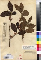 Isotype of Sericanthe andongensis (Hiern) Robbr. var. mollis Robbr. [family RUBIACEAE]