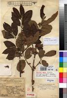 Holotype of Sericanthe andongensis (Hiern) Robbr. var. mollis Robbr. [family RUBIACEAE]