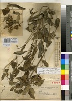 Holotype of Thunbergia claessensii De Wild. [family ACANTHACEAE]