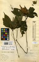 Syntype of Brachystephanus bequaertii De Wild. [family ACANTHACEAE]