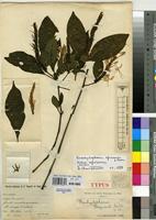 Type of Brachystephanus bequaertii De Wild. [family ACANTHACEAE]