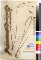 Isotype of Andropogon spanianthus Pilg. [family POACEAE]