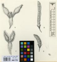 Filed as Pseudarthria confertiflora (A.Rich.) Baker [family LEGUMINOSAE-PAPILIONACEAE]