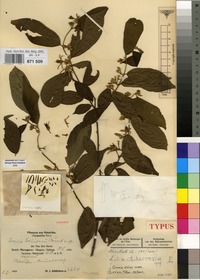 Isotype of Grewia schliebenii Burret [family TILIACEAE]