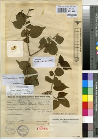 Isotype of Ehretia tetrandra Gurke [family BORAGINACEAE]