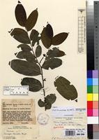 Isotype of Mkilua fragrans Verdc. [family ANNONACEAE]