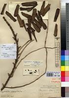 Holotype of Angraecum zigzag De Wild. [family ORCHIDACEAE]