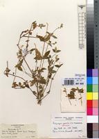 Isotype of Achyropsis gracilis C.C.Towns. [family AMARANTHACEAE]