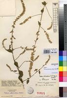 Isotype of Celosia richardsiae C.C.Towns. [family AMARANTHACEAE]