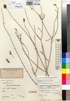 Type of Sericocoma denudata Hook.f. [family AMARANTHACEAE]