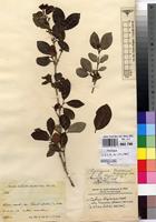 Type of Rytigynia friesiorum Robyns [family RUBIACEAE]