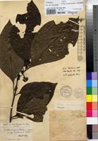 Holotype of Pavetta congensis Bremek. [family RUBIACEAE]