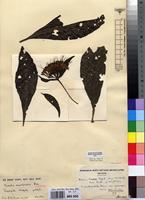 Isotype of Pavetta constipulata Bremek. [family RUBIACEAE]