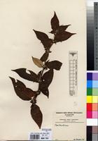 Type of Pseudosabicea becquetii N.Halle [family RUBIACEAE]
